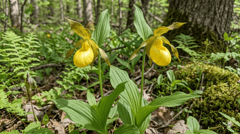 Yellow Lady's Slipper